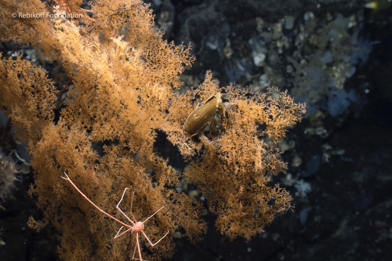 Understanding deep-sea ecosystems