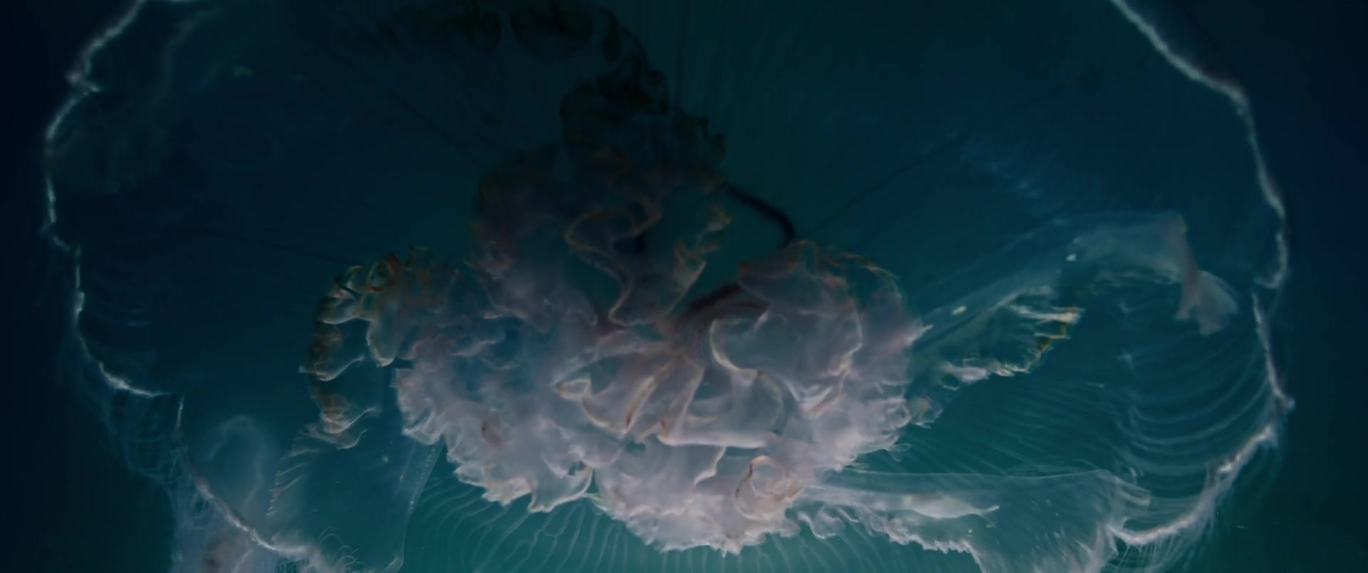 Capa Episódio Mid-atlantic ridge: The origin of the atlantic
