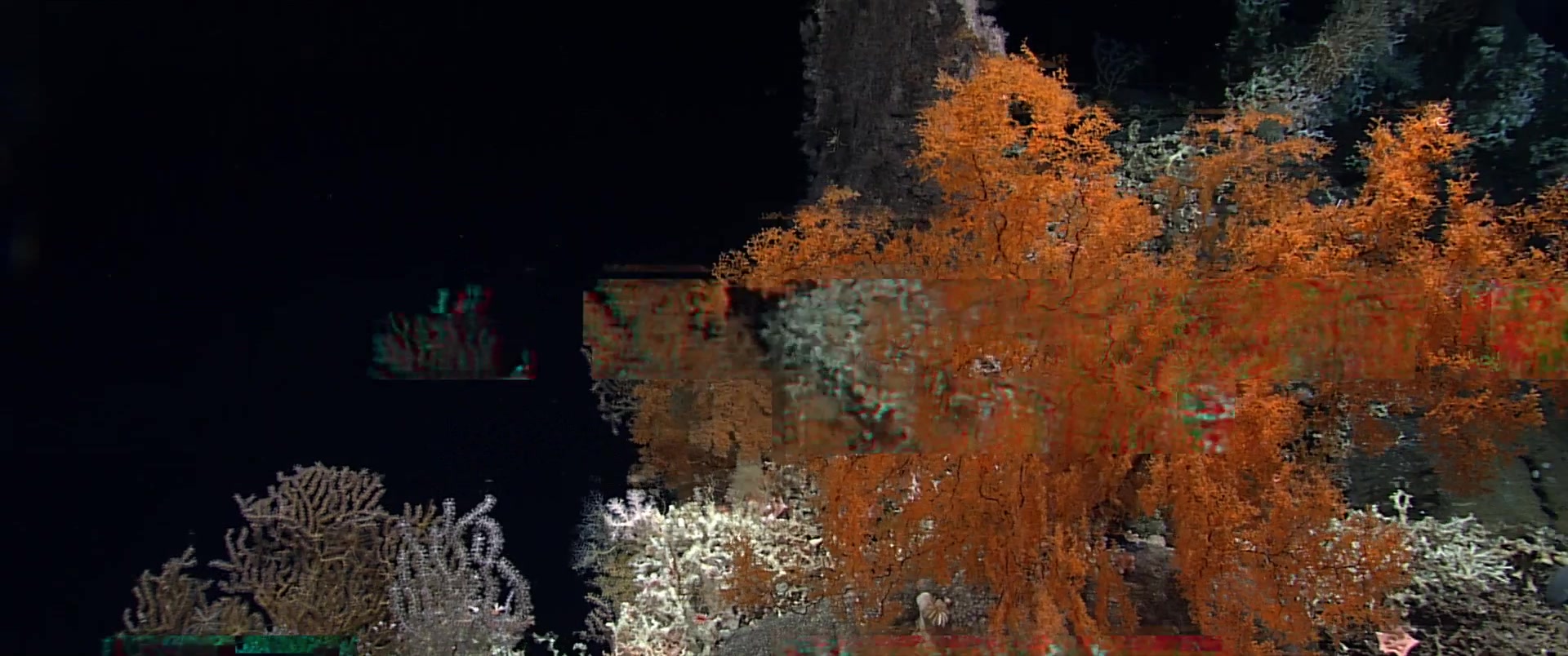 Capa Episódio Black corals. Elders of the deep sea