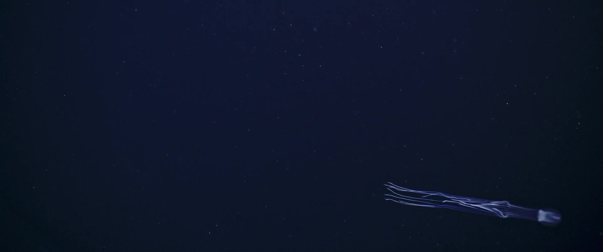 Capa Episódio Deep-sea crabs. A life of camouflage