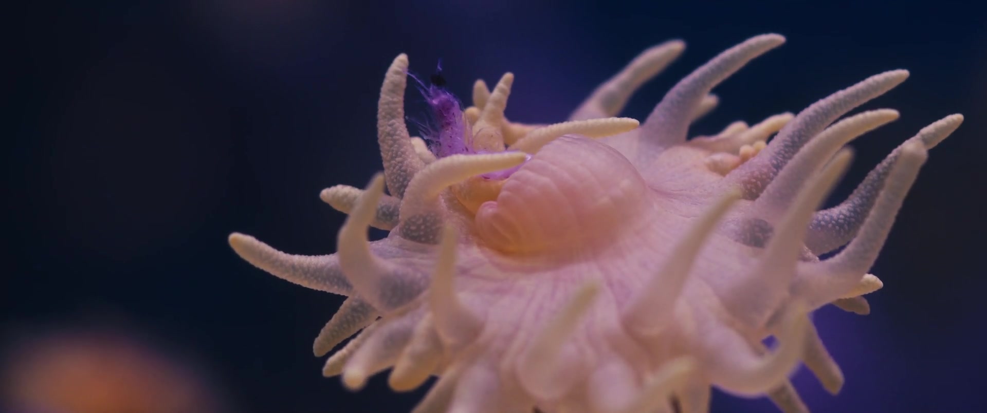 Capa Episódio The azores in the holocene. How the shift to this interglaciation may have altered deep-sea life in the azores